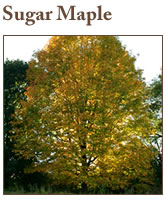 Tree-Species-sugar-maple